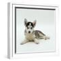 Blue-Eyed Siberian Husky Dog Puppy, 6 Weeks Old, Lying Down-Jane Burton-Framed Photographic Print