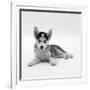 Blue-Eyed Siberian Husky Dog Puppy, 6 Weeks Old, Lying Down-Jane Burton-Framed Photographic Print