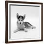 Blue-Eyed Siberian Husky Dog Puppy, 6 Weeks Old, Lying Down-Jane Burton-Framed Photographic Print