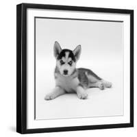 Blue-Eyed Siberian Husky Dog Puppy, 6 Weeks Old, Lying Down-Jane Burton-Framed Photographic Print