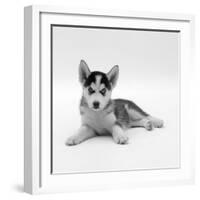 Blue-Eyed Siberian Husky Dog Puppy, 6 Weeks Old, Lying Down-Jane Burton-Framed Photographic Print