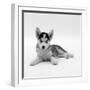 Blue-Eyed Siberian Husky Dog Puppy, 6 Weeks Old, Lying Down-Jane Burton-Framed Photographic Print
