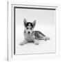 Blue-Eyed Siberian Husky Dog Puppy, 6 Weeks Old, Lying Down-Jane Burton-Framed Photographic Print