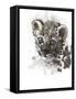 Blue Eyes (Arabian Leopard Cub), 2008-Mark Adlington-Framed Stretched Canvas