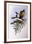 Blue-Faced Honeyeater (Entomyzon Cyanotis)-John Gould-Framed Giclee Print