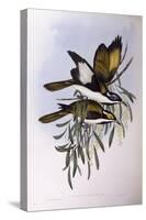 Blue-Faced Honeyeater (Entomyzon Cyanotis)-John Gould-Stretched Canvas