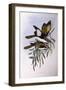 Blue-Faced Honeyeater (Entomyzon Cyanotis)-John Gould-Framed Premium Giclee Print