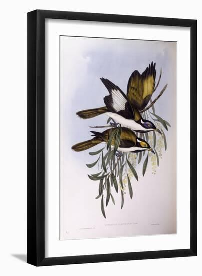 Blue-Faced Honeyeater (Entomyzon Cyanotis)-John Gould-Framed Premium Giclee Print