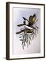 Blue-Faced Honeyeater (Entomyzon Cyanotis)-John Gould-Framed Giclee Print