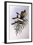 Blue-Faced Honeyeater (Entomyzon Cyanotis)-John Gould-Framed Giclee Print