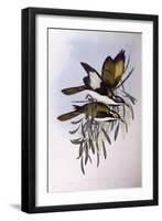 Blue-Faced Honeyeater (Entomyzon Cyanotis)-John Gould-Framed Giclee Print