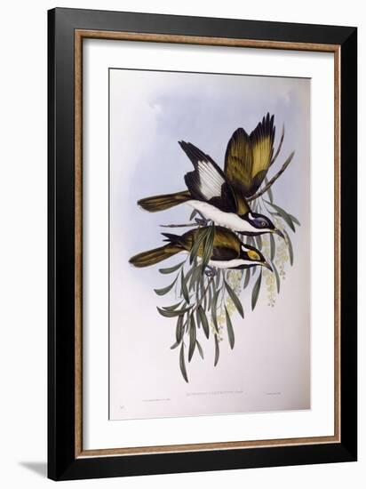 Blue-Faced Honeyeater (Entomyzon Cyanotis)-John Gould-Framed Giclee Print