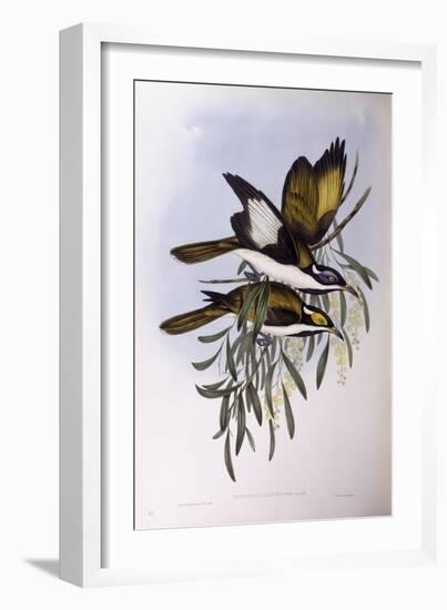 Blue-Faced Honeyeater (Entomyzon Cyanotis)-John Gould-Framed Giclee Print