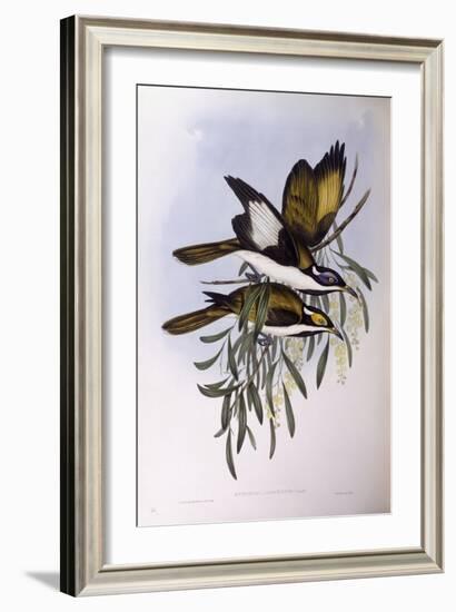 Blue-Faced Honeyeater (Entomyzon Cyanotis)-John Gould-Framed Giclee Print