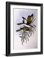 Blue-Faced Honeyeater (Entomyzon Cyanotis)-John Gould-Framed Giclee Print