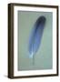 Blue Feather-Den Reader-Framed Photographic Print