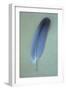 Blue Feather-Den Reader-Framed Photographic Print