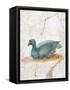 Blue Feathered Duck, C. 10-45-null-Framed Stretched Canvas