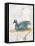 Blue Feathered Duck, C. 10-45-null-Framed Stretched Canvas