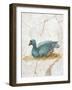 Blue Feathered Duck, C. 10-45-null-Framed Art Print