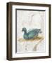 Blue Feathered Duck, C. 10-45-null-Framed Art Print