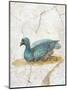 Blue Feathered Duck, C. 10-45-null-Mounted Art Print