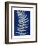 Blue Fern in White Border I-Elizabeth Medley-Framed Art Print