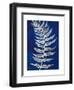 Blue Fern in White Border I-Elizabeth Medley-Framed Art Print