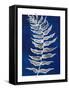 Blue Fern in White Border I-Elizabeth Medley-Framed Stretched Canvas