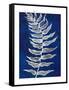 Blue Fern in White Border I-Elizabeth Medley-Framed Stretched Canvas