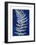 Blue Fern in White Border I-Elizabeth Medley-Framed Art Print