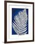 Blue Fern in White Border II-Elizabeth Medley-Framed Art Print