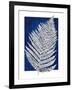 Blue Fern in White Border II-Elizabeth Medley-Framed Art Print