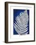 Blue Fern in White Border II-Elizabeth Medley-Framed Art Print