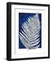 Blue Fern in White Border II-Elizabeth Medley-Framed Art Print