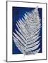 Blue Fern in White Border II-Elizabeth Medley-Mounted Art Print