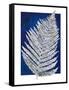 Blue Fern in White Border II-Elizabeth Medley-Framed Stretched Canvas