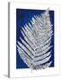 Blue Fern in White Border II-Elizabeth Medley-Stretched Canvas