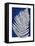 Blue Fern in White Border II-Elizabeth Medley-Framed Stretched Canvas