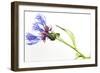 Blue Fever Breeze-Will Wilkinson-Framed Photographic Print