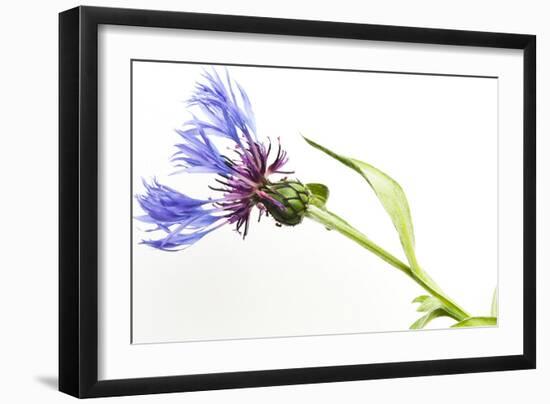 Blue Fever Breeze-Will Wilkinson-Framed Photographic Print