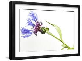 Blue Fever Breeze-Will Wilkinson-Framed Photographic Print