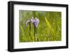 Blue flag iris (Iris versicolor) in flower, New Brunswick, Canada, June-Nick Hawkins-Framed Photographic Print