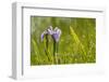 Blue flag iris (Iris versicolor) in flower, New Brunswick, Canada, June-Nick Hawkins-Framed Photographic Print