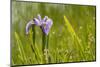 Blue flag iris (Iris versicolor) in flower, New Brunswick, Canada, June-Nick Hawkins-Mounted Photographic Print