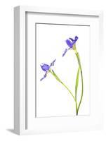 Blue Flag Iris with White Background, Marion County, Illinois-Richard and Susan Day-Framed Photographic Print