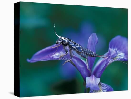 Blue Flag with Caddis Fly Exoskeleton, Androscoggin River, 13 Mile Woods-Jerry & Marcy Monkman-Stretched Canvas