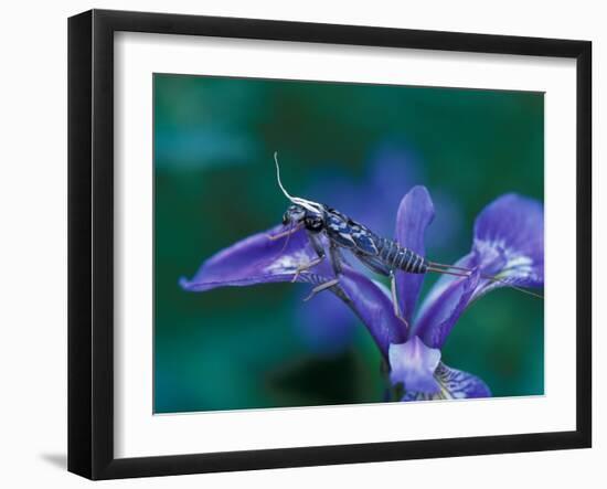 Blue Flag with Caddis Fly Exoskeleton, Androscoggin River, 13 Mile Woods-Jerry & Marcy Monkman-Framed Photographic Print