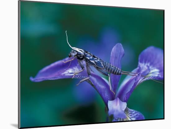 Blue Flag with Caddis Fly Exoskeleton, Androscoggin River, 13 Mile Woods-Jerry & Marcy Monkman-Mounted Photographic Print