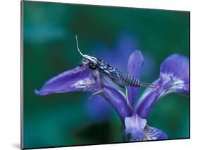 Blue Flag with Caddis Fly Exoskeleton, Androscoggin River, 13 Mile Woods-Jerry & Marcy Monkman-Mounted Photographic Print